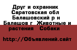 Друг и охранник - Саратовская обл., Балашовский р-н, Балашов г. Животные и растения » Собаки   